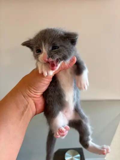 Chaton de 2 mois très gentil très affectueux, View more