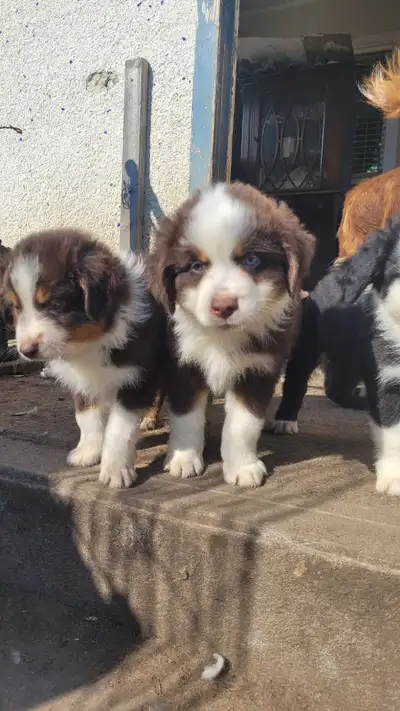 Mini Aussies are looking for their forever hom, View more