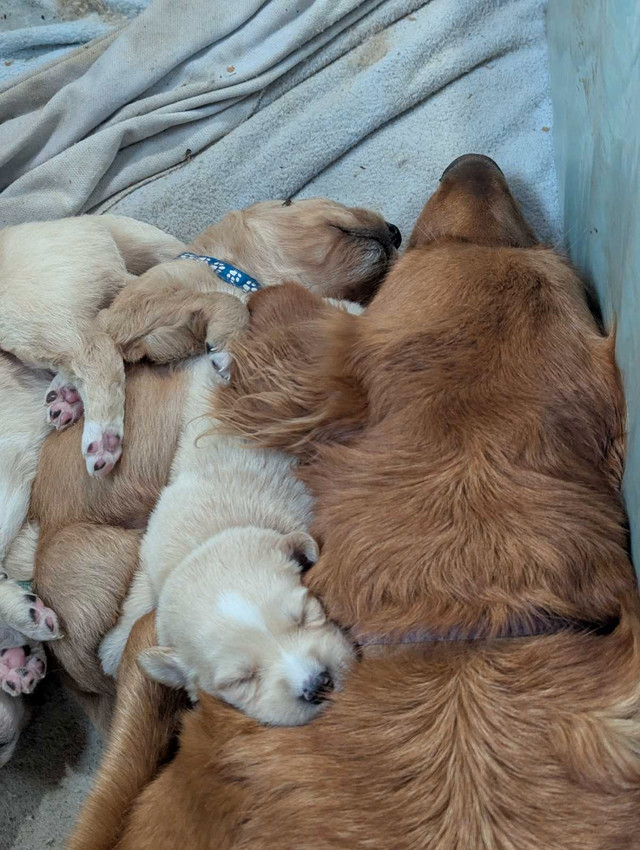 goldens (bien lire jusqu'à la fin) dans Chiens et chiots à adopter  à Thetford Mines - Image 3