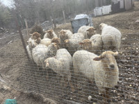 Brebis et béliers Tunis-Sheep; vente rapide