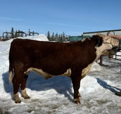 2 Year Old Registered Hereford Bull, View more