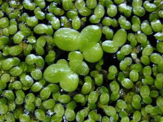 duck weed $1 for a large clump in Fish for Rehoming in Vernon