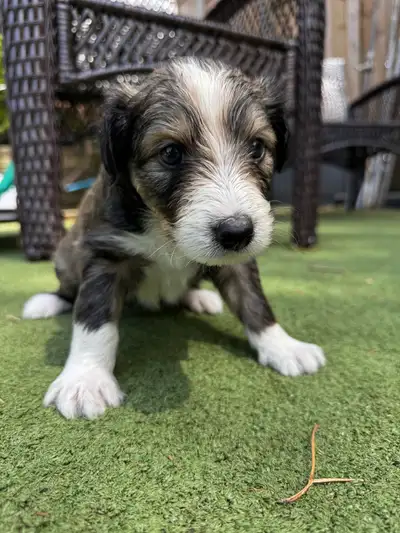 I am excited to share that we have a delightful litter of Sheltie/Portie mix puppies ready for their...