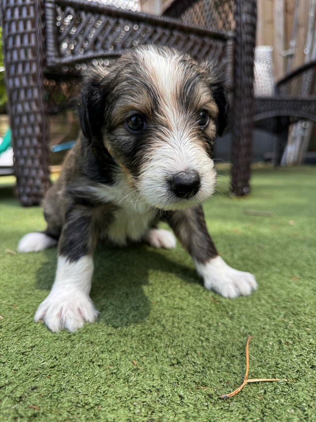 Sheltie/Portie Mix 7 Puppys Ready for Rehoming in Dogs & Puppies for Rehoming in City of Toronto