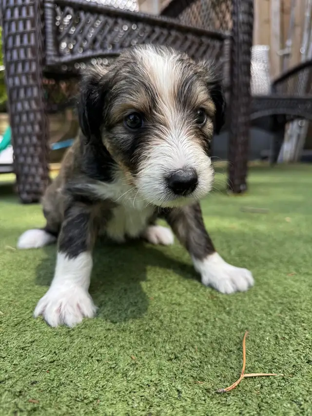 Sheltie/Portie Mix 7 Puppies READY IN 1 WEEK in Dogs & Puppies for Rehoming in City of Toronto - Image 2