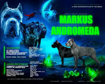 PUREBRED REGISTERED CANE CORSO BREEDER, View more