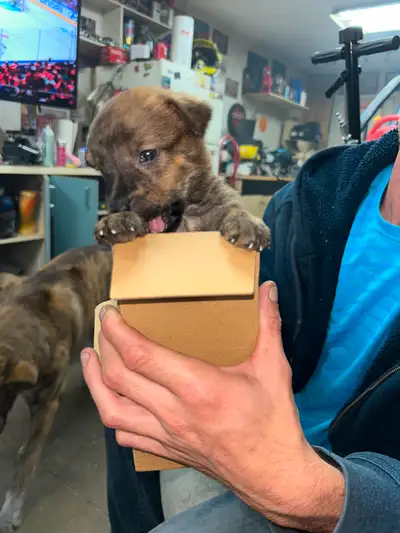 Adorable 8 week of puppies ready for new homes❤️, View more