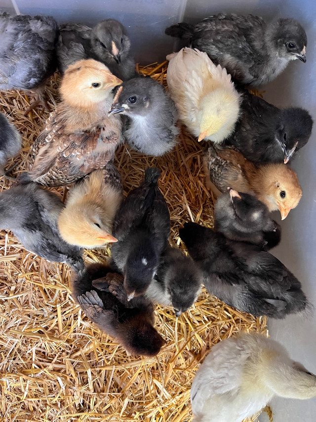 Easter and Olive egger chicks  in Livestock in Kawartha Lakes