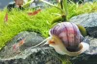 Looking for snails or plants !