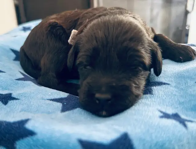 Miniature Whoodle puppies in Dogs & Puppies for Rehoming in Sudbury - Image 7