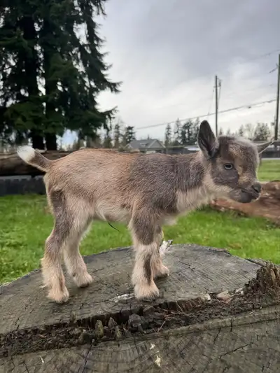 Nigerian dwarf goats for sale, View more