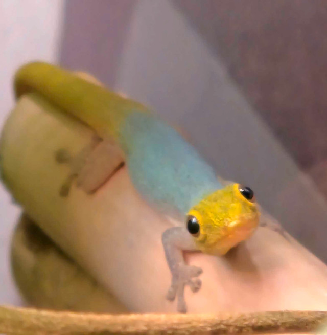 bioactive terrarium and Cameroon Dwarf Geckos  in Reptiles & Amphibians for Rehoming in Edmonton - Image 3