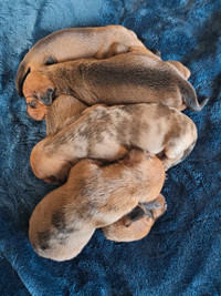 Purebred Dachshund Puppies