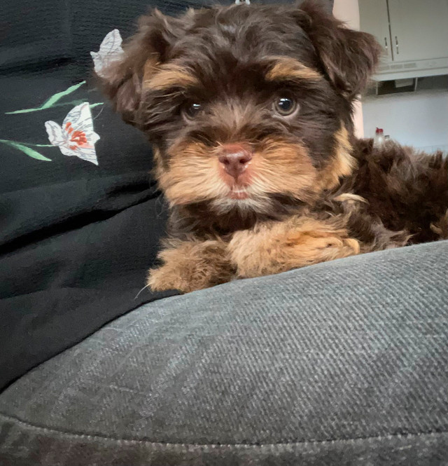 Yorkie /Havanese babies in Dogs & Puppies for Rehoming in Ottawa