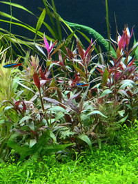 Aquarium Plant : Telanthera Rosefolia (Pink Temple Scarlet)