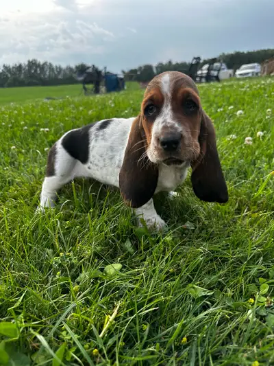 basset hound puppies, View more