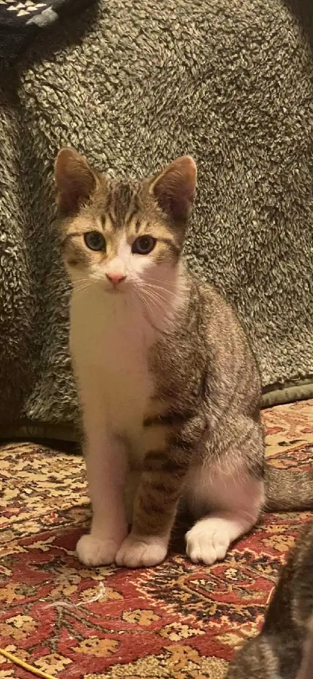 2 adorable kittens (just under a year old) in Cats & Kittens for Rehoming in North Bay - Image 3