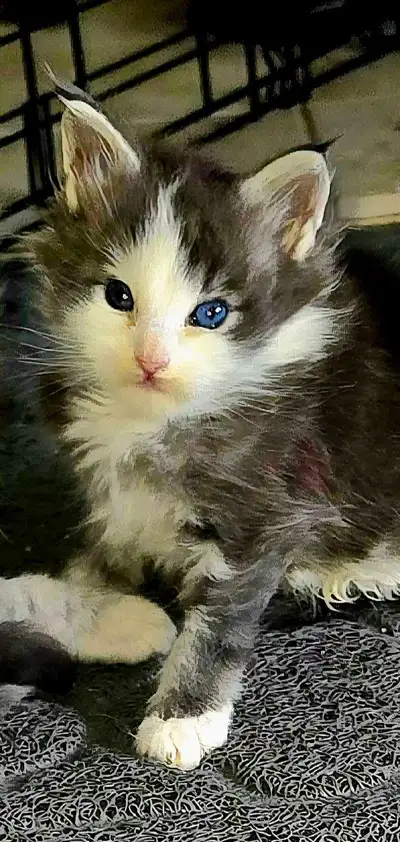 Maine Coon Kittens, View more