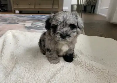 Rare merle Maltipoo puppy, View more
