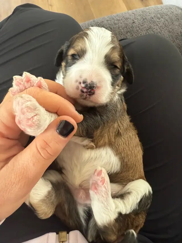 Bernedoodles F1B**only 3 pups to reserve** in Dogs & Puppies for Rehoming in Fredericton - Image 5