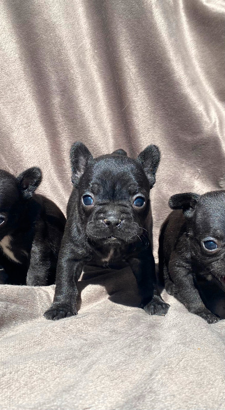 Quality French bulldog puppies in Dogs & Puppies for Rehoming in Barrie