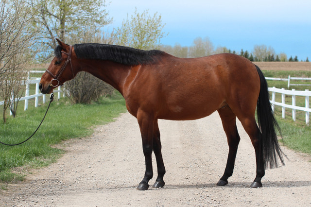 Sport Pony Gelding 13.3HH in Horses & Ponies for Rehoming in Calgary - Image 2