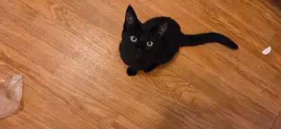 Adorable kitten, View more