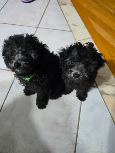 pure toy poodle, View more