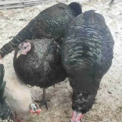 Bym turkey pairs , View more