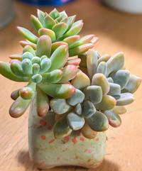 Rare Offer - Artistic Succulents