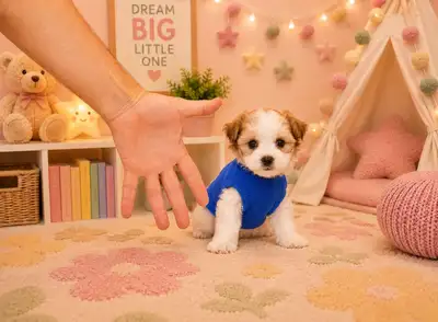 Teddy Bear Tiny Toy & Toy Maltese X pups 647-838-6762, View more