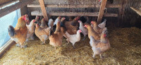 Pure Brahma and BYM Chickens