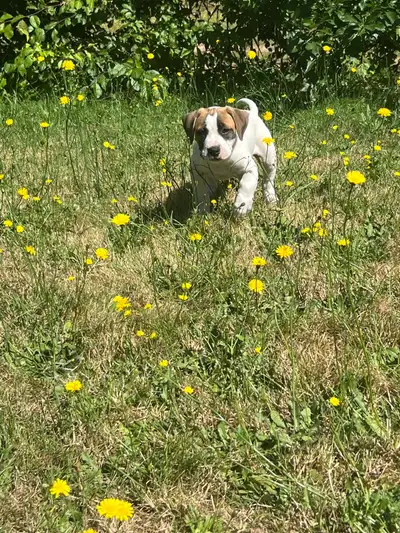 large breed puppies 9 weeks old ready to go, View more