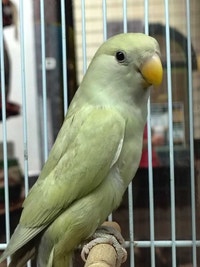baby lovebird Kawartha Lakes Peterborough Area Preview