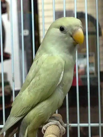 baby lovebird, View more