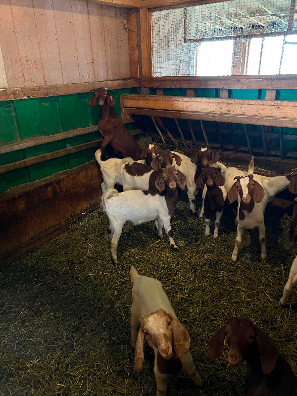 Boer goats for sale in Livestock in Barrie - Image 3