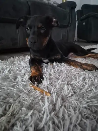Rottweiler puppies 2months boy, View more