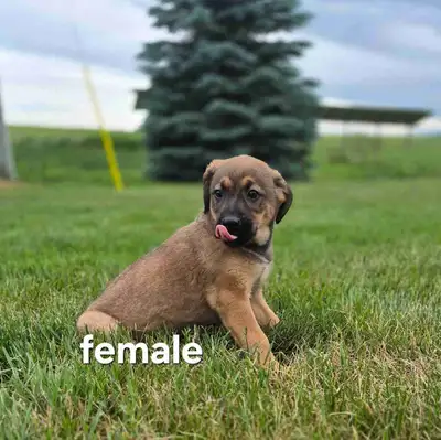 Mixed Breed Puppies, View more