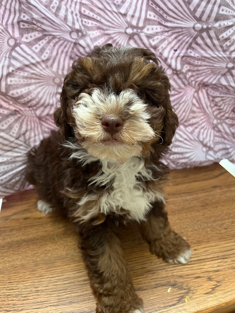 Cockapoo pups | Dogs & Puppies for Rehoming | St. Albert | Kijiji