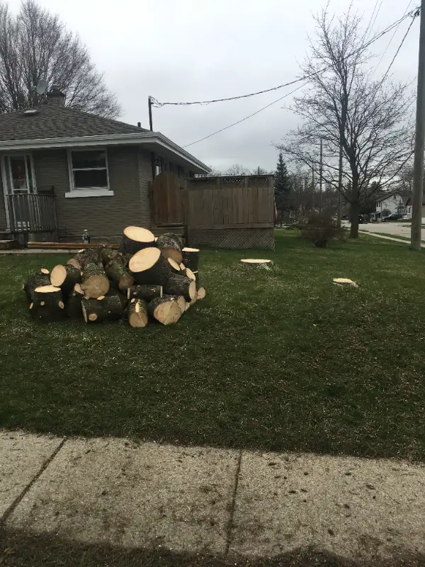 $SPECIALS$ DISCOUNTS FREE QUOTES FULLY INSURED AtoZ VIKING TREE in Lawn, Tree Maintenance & Eavestrough in Kingston - Image 11