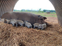 Heritage Berkshire and Mangalitsa Weaner piglets