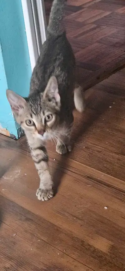 chaton à donner, View more