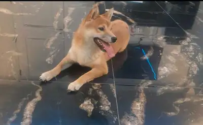 Shiba Inu☆Pure Race☆Faite Une Offre, View more