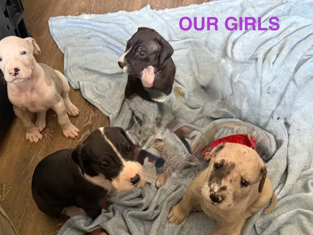 LITTLE giants Great Danes in Dogs & Puppies for Rehoming in Markham / York Region - Image 6