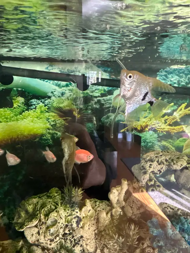 Angle Fish in Fish for Rehoming in London - Image 5