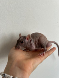 rats chauves/bald rats