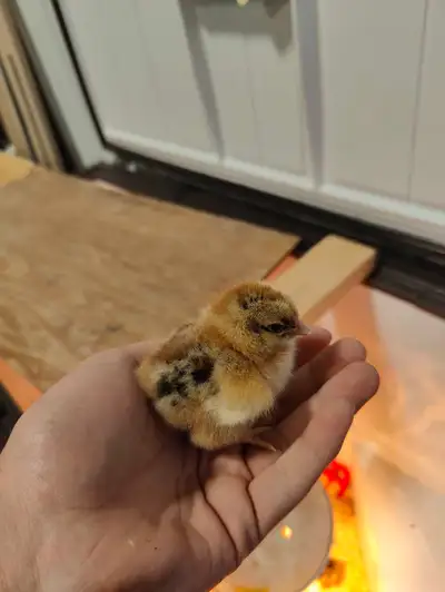 Partridge orpington Chicks, View more