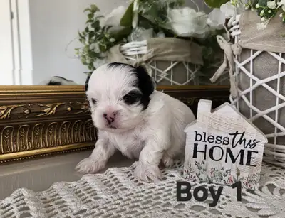 Shih-Tzu puppies, View more