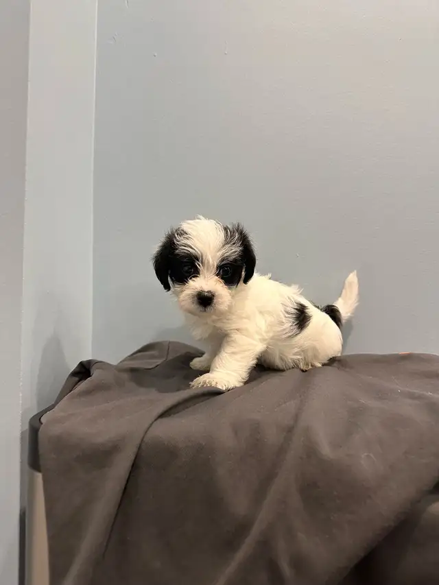 yorkie mix puppies for sale!! in Dogs & Puppies for Rehoming in Oshawa / Durham Region - Image 3