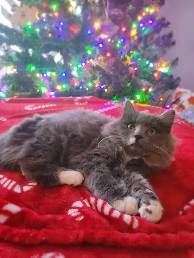 Beautiful  female Ragdoll mix kitten!, View more